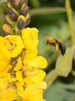 Bee.jpg