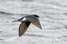 DSC_8595.jpg