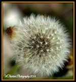 Dandilion Seeds 2.jpg