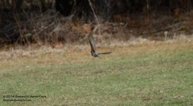 108 Robin in Flight-140418_01.jpg