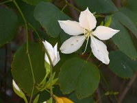 Bauhinia.jpg