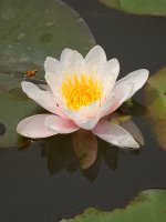 LilyPad.jpg
