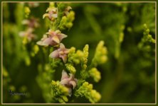 Day 106 Flowers on Pine.jpg