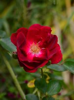 Rose.jpg