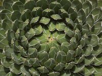 CactusNoNeedles.jpg