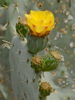 YellowCactusFlower2.jpg