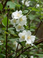 WhiteFlower.jpg