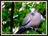 Dove 2.jpg