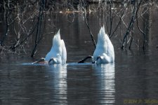 DSC_8637.jpg