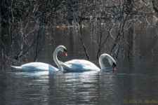 DSC_8638.jpg