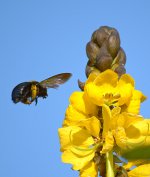 Bee.jpg