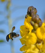 Bee2.jpg