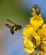 Bee3.jpg