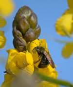 Bee5.jpg