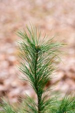 DSC_8665.jpg