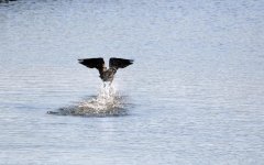 DSC_2781.jpg