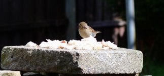 DSC_0021.jpg