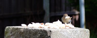 DSC_0023.jpg