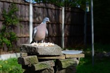 DSC_0029.jpg