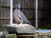 DSC_0031.jpg