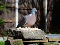 DSC_0038.jpg