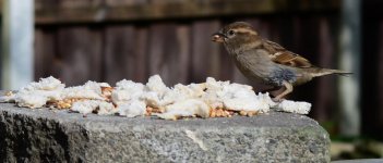 DSC_0063.jpg