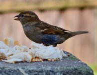 DSC_0067.JPG
