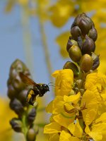 Bee6.jpg