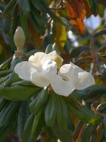 Magnolia.jpg