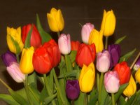 Tulips.jpg