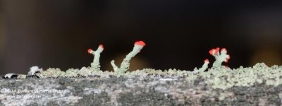 109 Matchstick Lichen-140419-01_01.jpg