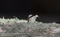 109 Matchstick Lichen-140419-02_01.jpg