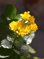 YellowFlower.jpg