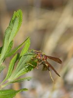 Wasp2.jpg