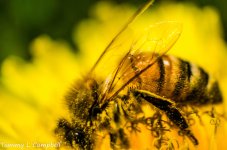 bees-4159.jpg bees-4159.jpg