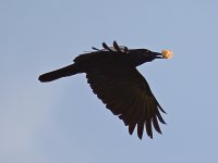 Crow2.jpg
