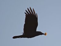 Crow3.jpg