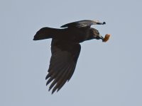 Crow4.jpg