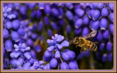 Day 109 Bee Photo.jpg