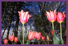 Day 109 Tulip 2.jpg