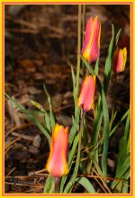 Day 109 Tulip 5.jpg