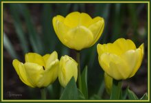 Day 109 Tulip 6.jpg