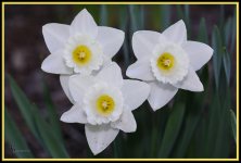 Day 109 White Flowers 1.jpg