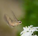 _DSC2962.jpg