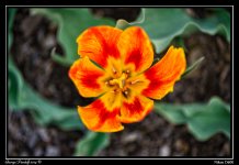 DSC_6437.jpg