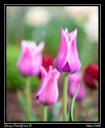 DSC_6074.jpg