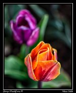 DSC_6079.jpg