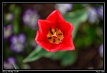 DSC_6091.jpg
