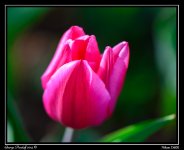 DSC_6113.jpg