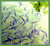 Pond full of Fish.jpg